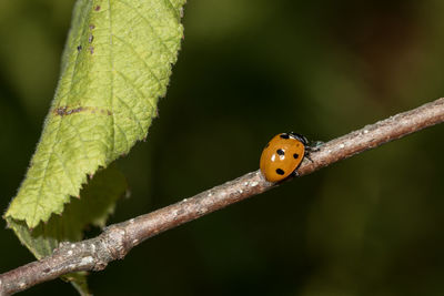 Close-up of ladybug on leaf