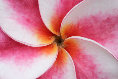 Close-up of pink flower