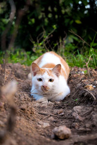 Portrait of a cat on a field