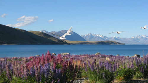 Panoramic view of flowers and mountains against blue sky