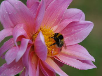 Close-up of bee on pink flower