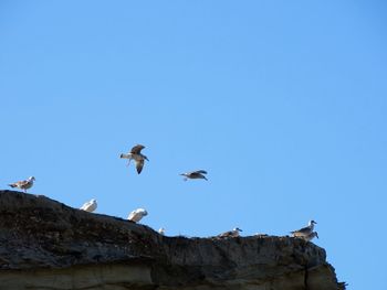 Low angle view of seagulls flying against clear blue sky