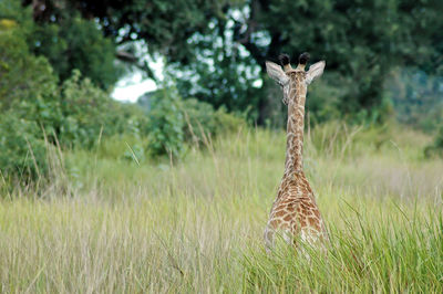 Giraffe on grass against trees