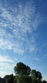 Low angle view of trees against blue sky