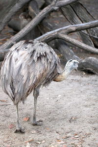 Close-up of ostrich in the zoo