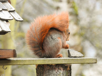 Close-up of squirrel 