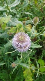 Close-up of flower blooming outdoors