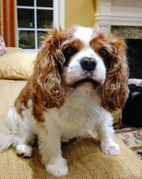 Bella waiting for a treat