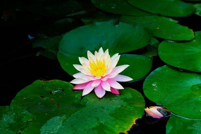 High angle view of lotus water lily in pond