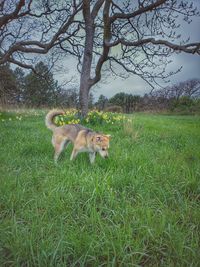 View of a dog on field