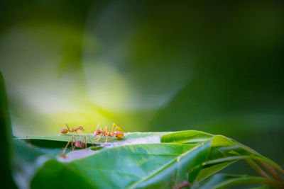 Close-up of insect on leaves