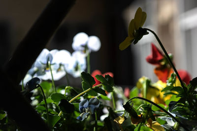 Close-up of flowers