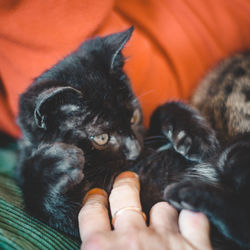 Cropped image of hand holding cat