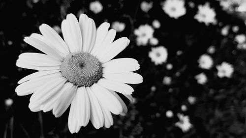 Close-up of daisy flower