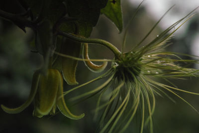 Close-up of plant