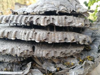 Close-up of mushroom growing on tree trunk