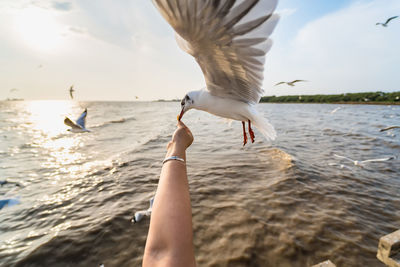 Seagull perching on beach