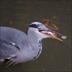 Close-up of duck swimming in lake