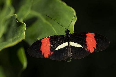 Close-up of butterfly on plant