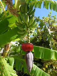Close-up of banana tree
