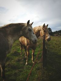 Horses grazing on field