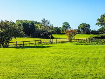 Scenic view of grassy field against sky