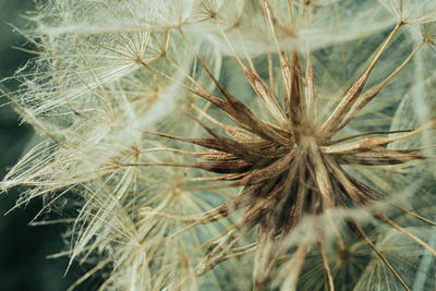 Close-up of wilted dandelion