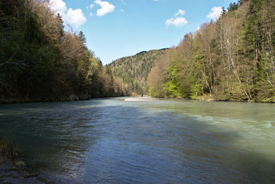 Scenic view of river amidst trees against sky