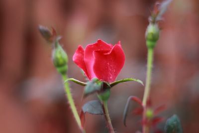 Close-up of rose blooming outdoors