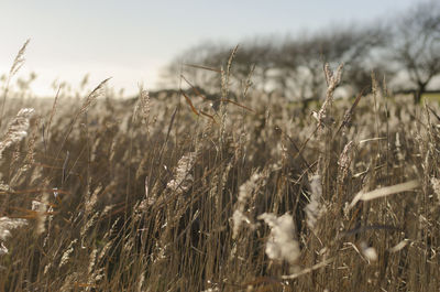 Close-up of plants on field against sky