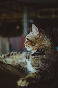 Close-up of a cat looking away