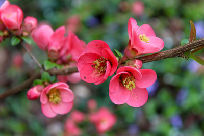 Close-up of pink flowering plant