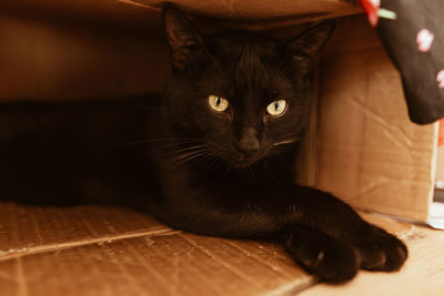 Animal  - a beautiful black cat with yellow eyes l