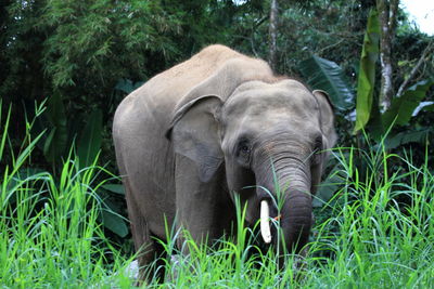 Elephant on field