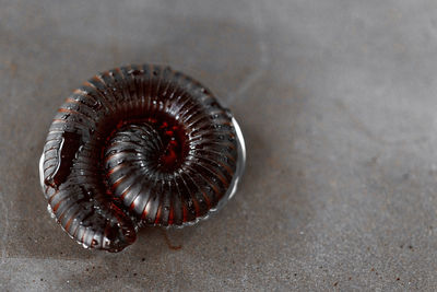 High angle view of a millipede on water 
