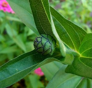 Close-up of insect on leaf