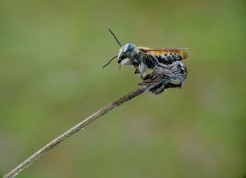 Close-up of insect on leaf