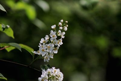 Close-up of white flowering plant