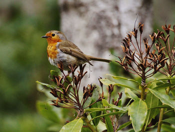 Close-up of bird perching on plant