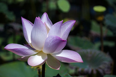 Close-up of pink water lily