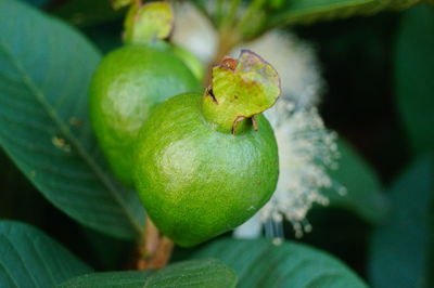 Close-up of apples on plant