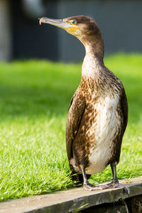 Close-up of bird perching on grass