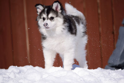 View of a dog on snow