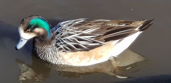 Close-up of duck swimming