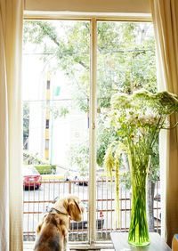 Cat looking through window