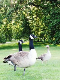 View of birds on grassy field