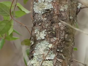 Close-up of lichen on tree trunk