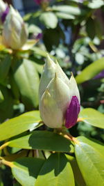 Close-up of flowers