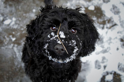 Portrait of dog in snow