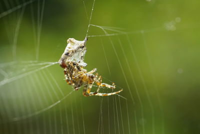 Close-up of spider on web